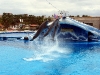 thumbs aqualand tenerife 18 Аквапарк Тенерифе