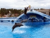 thumbs aqualand tenerife 19 Аквапарк Тенерифе