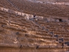 thumbs bosra 05 Босра