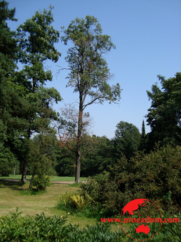 Ботанический сад имени В.Л. Комарова Фото Проездом.ком