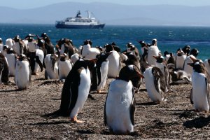 8888  300x225 falklands islands 027 Фолклендские острова