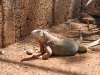 exotic_park_55