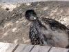 exotic_park_59