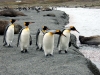Золотая гавань. Королевские пингвины