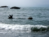 Золотая гавань. Морской слон