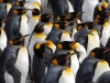 Золотая гавань. Колония королевских пингвинов