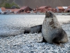 thumbs grytviken 06 Грютвикен