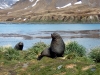 thumbs grytviken 11 Грютвикен