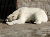 thumbs harkovskij zoopark 05 Харьковский зоопарк