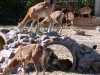 thumbs harkovskij zoopark 08 Харьковский зоопарк