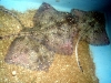 Кара-Даг. Морской аквариум