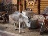 thumbs leningradskij zoopark 19 Ленинградский зоопарк