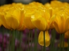 thumbs park keukenhof 18 Парк Кейкенхоф