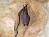 Пещера Новоозерная. Летучая мышь