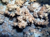 Пещера Крубера. Коралиты