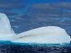 thumbs south orkney islands 13 Южные Оркнейские острова (South Orkney Islands)