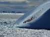 thumbs south orkney islands 17 Южные Оркнейские острова (South Orkney Islands)