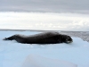 thumbs south shetland islands 03 Южные Шетландские острова