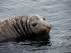 thumbs south shetland islands 09 Южные Шетландские острова