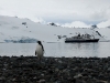 thumbs south shetland islands 10 Южные Шетландские острова