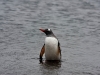 thumbs south shetland islands 16 Южные Шетландские острова