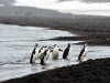 thumbs south shetland islands 17 Южные Шетландские острова