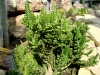 thumbs tropicheskij marshrut 11 Ботанический сад имени В.Л. Комарова