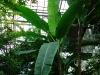 Тропический маршрут Ботанического сада имени В.Л. Комарова. Банан